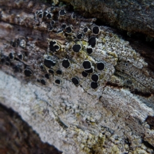 Lichen - crustose at Boro, NSW - 3 Jul 2021