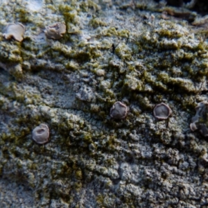 Lichen - crustose at Boro, NSW - suppressed