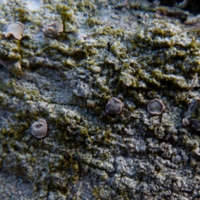 Lichen - crustose at Boro, NSW - 3 Jul 2021 by Paul4K