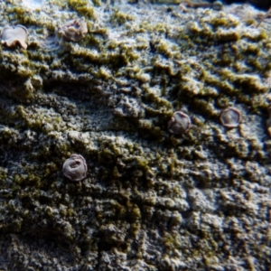 Lichen - crustose at Boro, NSW - suppressed