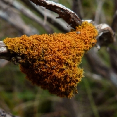 Teloschistes sp. (genus) (A lichen) at Boro, NSW - 3 Jul 2021 by Paul4K
