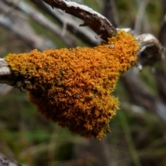 Teloschistes sp. (genus) (A lichen) at Boro, NSW - 2 Jul 2021 by Paul4K
