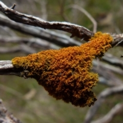 Teloschistes sp. (genus) at Boro, NSW - 3 Jul 2021