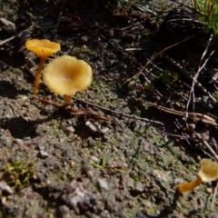 Lichenomphalia chromacea (Yellow Navel) at QPRC LGA - 3 Jul 2021 by Paul4K