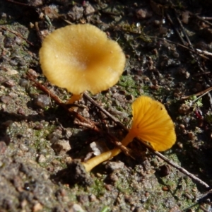 Lichenomphalia chromacea at Boro, NSW - suppressed