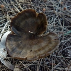 zz agaric (stem; gills not white/cream) at Boro - 3 Jul 2021 by Paul4K