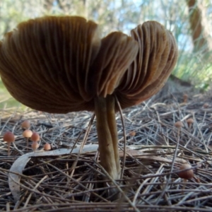 zz agaric (stem; gills not white/cream) at Boro, NSW - suppressed