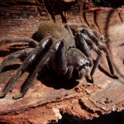 Isopeda sp. (genus) (Huntsman Spider) at Boro, NSW - 3 Jul 2021 by Paul4K