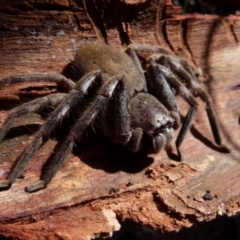 Isopeda sp. (genus) (Huntsman Spider) at Boro, NSW - 3 Jul 2021 by Paul4K