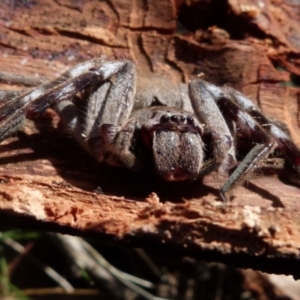 Isopeda sp. (genus) at Boro, NSW - 3 Jul 2021