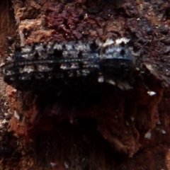 Leperina lacera (Trogossitid beetle) at Boro - 3 Jul 2021 by Paul4K