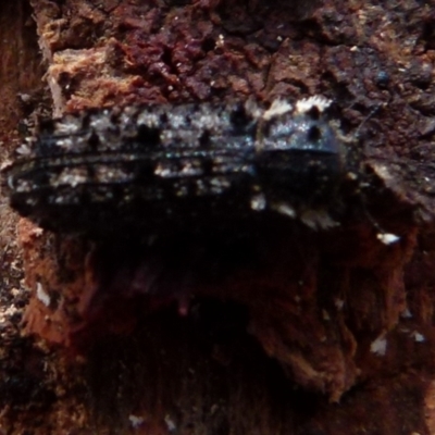Leperina lacera (Trogossitid beetle) at Boro, NSW - 3 Jul 2021 by Paul4K