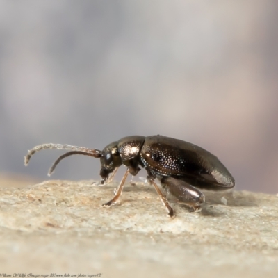 Alticini (tribe) (Unidentified flea beetle) at Macgregor, ACT - 3 Jul 2021 by Roger