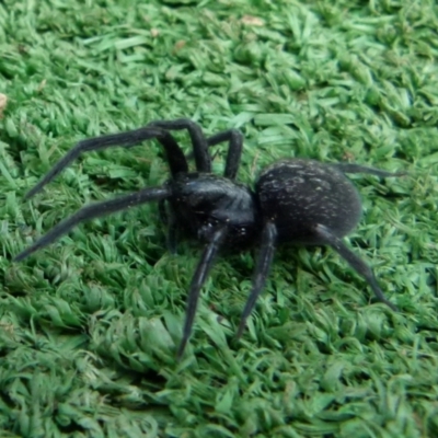 Badumna sp. (genus) (Lattice-web spider) at Boro, NSW - 3 Jul 2021 by Paul4K