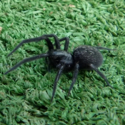 Badumna (genus) (Lattice-web spider) at Boro, NSW - 3 Jul 2021 by Paul4K
