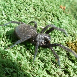 Badumna sp. (genus) at Boro, NSW - suppressed