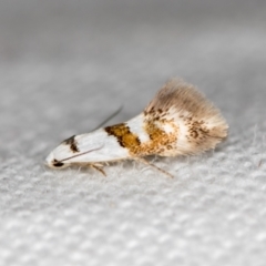 Notodryas vallata (Notodryas vallata) at Melba, ACT - 13 Nov 2018 by Bron