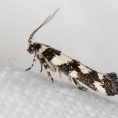 Macrobathra desmotoma ( A Cosmet moth) at Melba, ACT - 14 Nov 2018 by Bron
