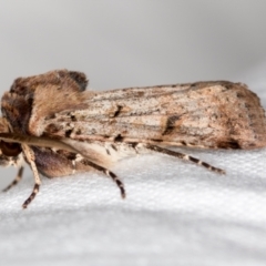 Agrotis porphyricollis (Variable Cutworm) at Melba, ACT - 14 Nov 2018 by Bron