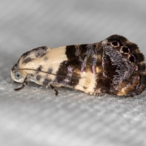 Eupselia aristonica at Melba, ACT - 14 Nov 2018 11:15 AM