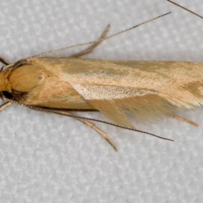 Philobota protecta (A concealer moth) at Melba, ACT - 14 Nov 2018 by Bron