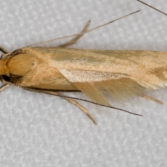 Philobota protecta (A concealer moth) at Melba, ACT - 14 Nov 2018 by Bron