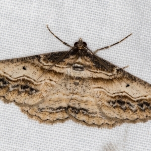 Syneora euboliaria at Melba, ACT - 14 Nov 2018 12:50 PM