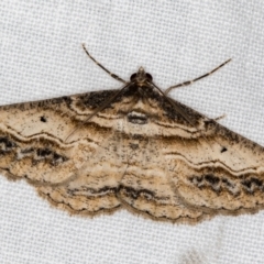 Syneora euboliaria (Boarmiini, Geometer moth) at Melba, ACT - 14 Nov 2018 by Bron