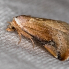 Mataeomera coccophaga at Melba, ACT - 14 Nov 2018 01:27 PM