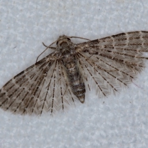 Alucita (genus) at Melba, ACT - 14 Nov 2018
