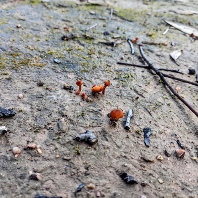 Unidentified Fungus at Coree, ACT - 4 Jul 2021 by hughagan