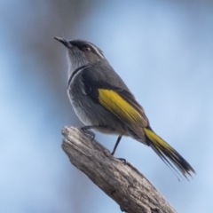 Phylidonyris pyrrhopterus (Crescent Honeyeater) at Woodstock Nature Reserve - 4 Jul 2021 by patrickcox