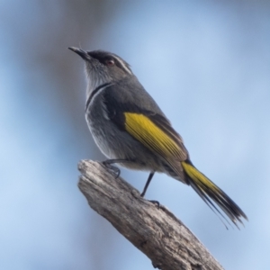 Phylidonyris pyrrhopterus at Holt, ACT - 4 Jul 2021