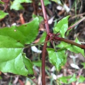 Rumex sagittata at Broulee, NSW - 28 Jan 2021