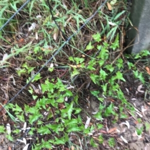 Rumex sagittata at Broulee, NSW - 28 Jan 2021