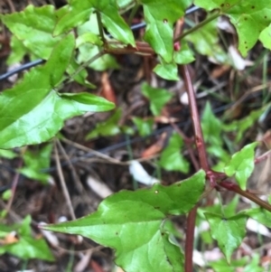 Rumex sagittata at Broulee, NSW - 28 Jan 2021