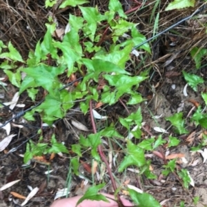 Rumex sagittata at Broulee, NSW - 28 Jan 2021