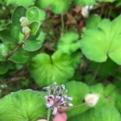 Pelargonium australe (Austral Stork's-bill) at Batemans Marine Park - 28 Jan 2021 by Tapirlord