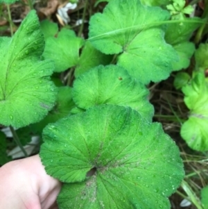 Pelargonium australe at Broulee, NSW - 28 Jan 2021