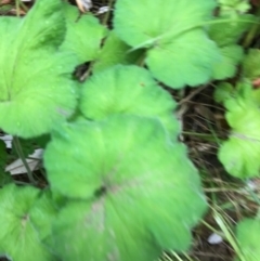 Pelargonium australe at Broulee, NSW - 28 Jan 2021