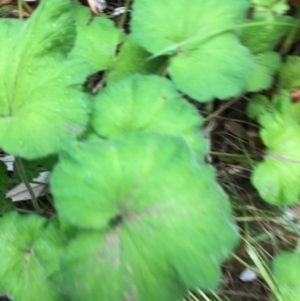 Pelargonium australe at Broulee, NSW - 28 Jan 2021 02:28 PM