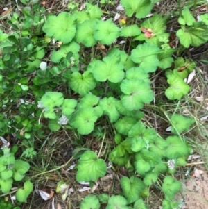 Pelargonium australe at Broulee, NSW - 28 Jan 2021