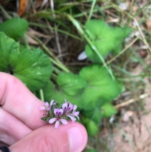 Pelargonium australe at Broulee, NSW - 28 Jan 2021