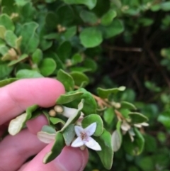 Correa alba var. alba (White Correa) at Batemans Marine Park - 28 Jan 2021 by Tapirlord