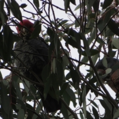 Callocephalon fimbriatum (Gang-gang Cockatoo) at Block 402 - 3 Jul 2021 by Christine