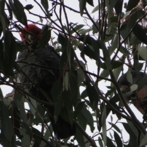 Callocephalon fimbriatum at Denman Prospect, ACT - 3 Jul 2021