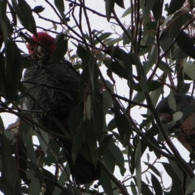 Callocephalon fimbriatum (Gang-gang Cockatoo) at Denman Prospect, ACT - 3 Jul 2021 by Christine