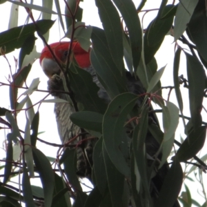 Callocephalon fimbriatum at Denman Prospect, ACT - 3 Jul 2021