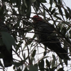 Callocephalon fimbriatum at Denman Prospect, ACT - 3 Jul 2021