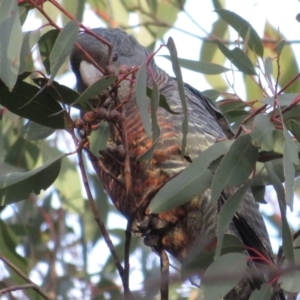 Callocephalon fimbriatum at Denman Prospect, ACT - suppressed